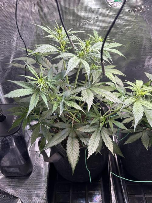 Northern Lights Auto. SeedSupreme. Week 5 - Plant 1, flower week 1, day 1