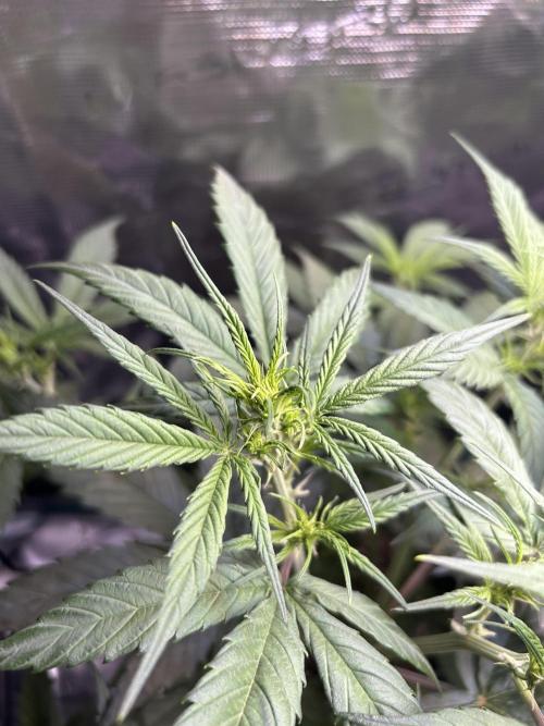 Northern Lights Auto. SeedSupreme. Week 5 - Plant 1, bud detail