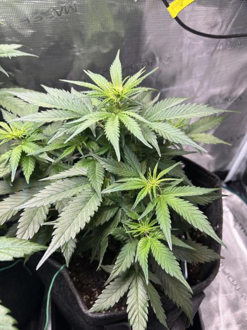 Northern Lights Auto. SeedSupreme. Week 5 - Plant 2, flower week 1, day 2