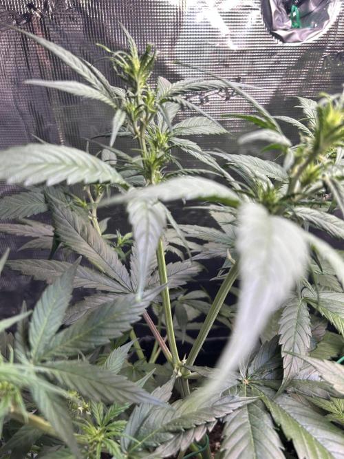 Northern Lights Auto. SeedSupreme. Week 5 - Plant 1, response to topping detail.