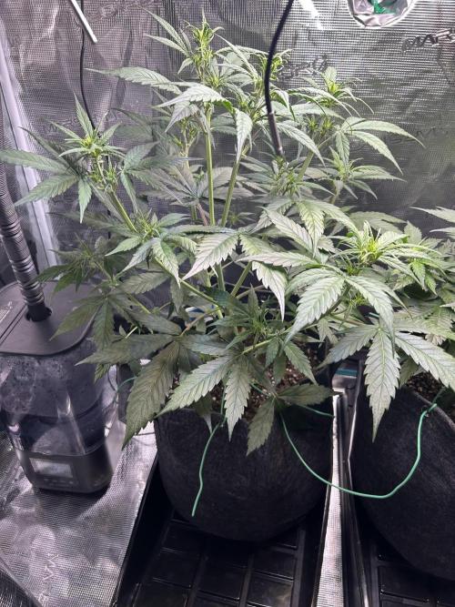 Northern Lights Auto. SeedSupreme. Week 5 - Plant 2, flower week 1, day 2