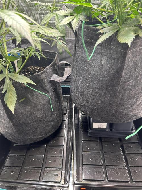 Northern Lights Auto. SeedSupreme. Week 5 - My attempts to raise plant 2 up to be more equal in height with plant 1. 