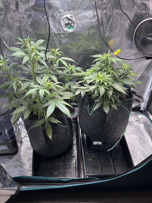 Northern Lights Auto. SeedSupreme. Week 5 - Side by side