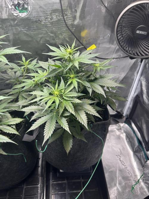 Northern Lights Auto. SeedSupreme. Week 5 - Plant 2, flower week 1, day 3