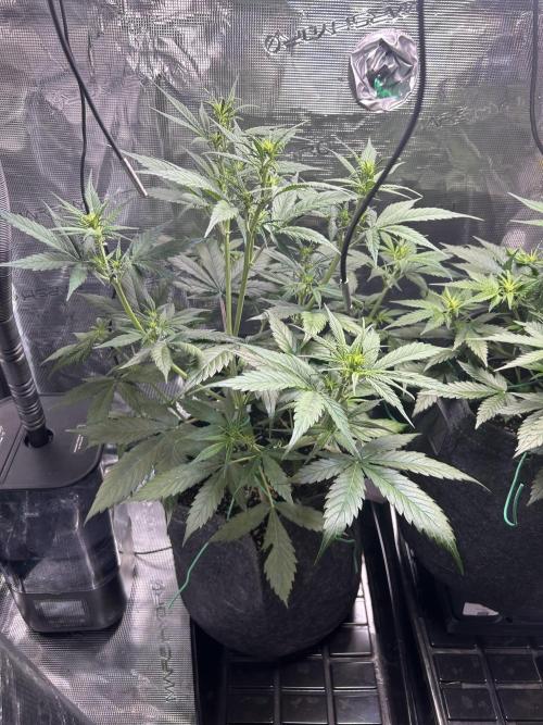 Northern Lights Auto. SeedSupreme. Week 5 - Plant 1, flower week 1, day 3