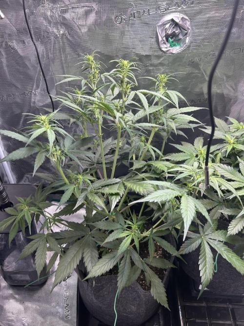 Northern Lights Auto. SeedSupreme. Week 5 - Plant 1, flower week 1, day 4