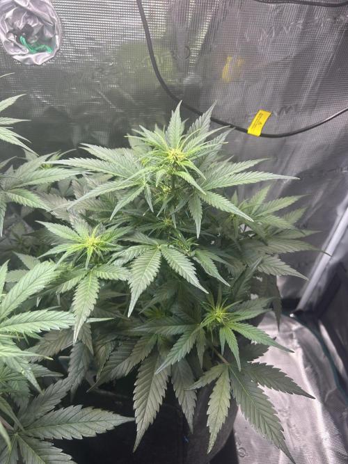 Northern Lights Auto. SeedSupreme. Week 5 - Plant 2, flower week 1, day 5