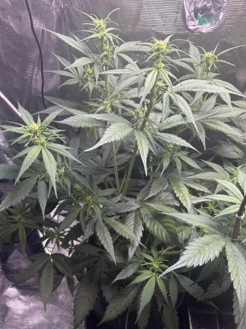 Northern Lights Auto. SeedSupreme. Week 5 - Plant 1, flower week 1, day 5