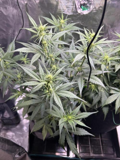 Northern Lights Auto. SeedSupreme. Week 5 - Plant 1, flower week 1, day 6