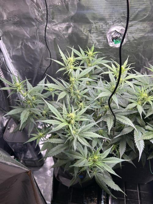Northern Lights Auto. SeedSupreme. Week 6 - Flower week 2, plant 1, day 1