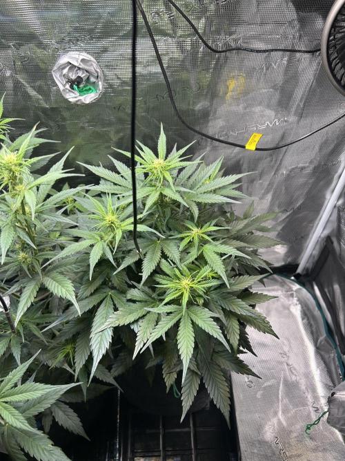 Northern Lights Auto. SeedSupreme. Week 6 - Flower week 2, plant 2, day 1