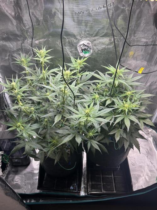 Northern Lights Auto. SeedSupreme. Week 6 - Flower week 2 day 2
