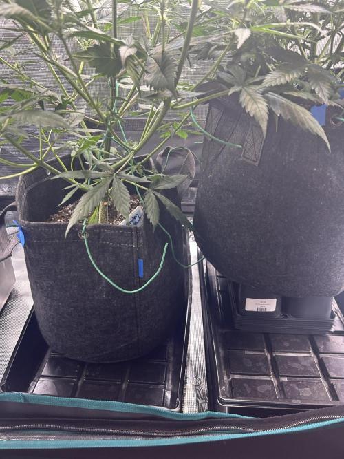 Northern Lights Auto. SeedSupreme. Week 6 - Flower week 2 day 2