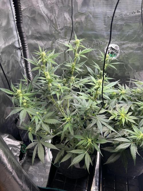 Northern Lights Auto. SeedSupreme. Week 6 - Flower week 2 day 3, plant 1