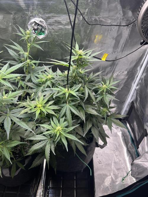 Northern Lights Auto. SeedSupreme. Week 6 - Flower week 2 day 3, plant 2