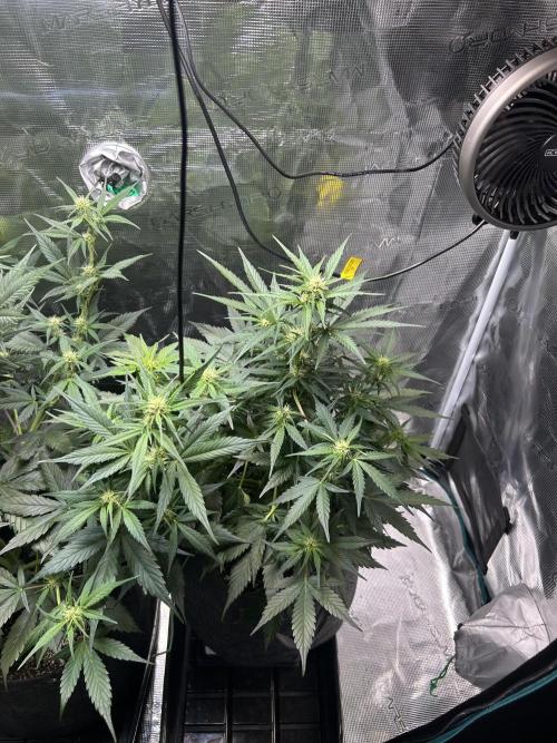 Northern Lights Auto. SeedSupreme. Week 6 - Flower week 2 day 4, plant 2