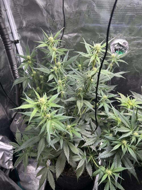 Northern Lights Auto. SeedSupreme. Week 6 - Flower week 2 day 4, plant 2