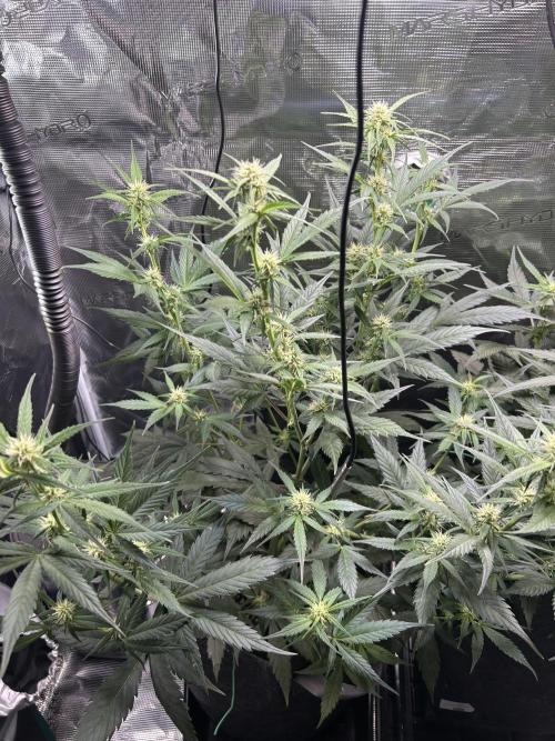 Northern Lights Auto. SeedSupreme. Week 6 - Flower week 2 day 5, plant 1