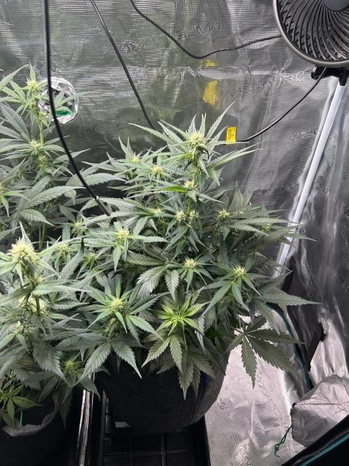 Northern Lights Auto. SeedSupreme. Week 6 - Flower week 2, day 5, plant 2