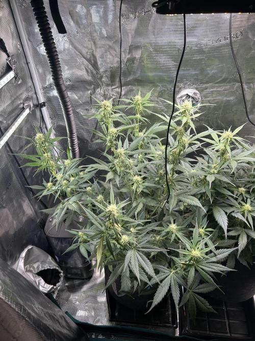 Northern Lights Auto. SeedSupreme. Week 6 - Flower week 2, day 6, plant 1