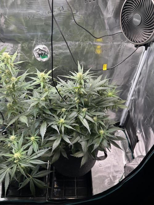 Northern Lights Auto. SeedSupreme. Week 6 - Flower week 2, day 6, plant 2