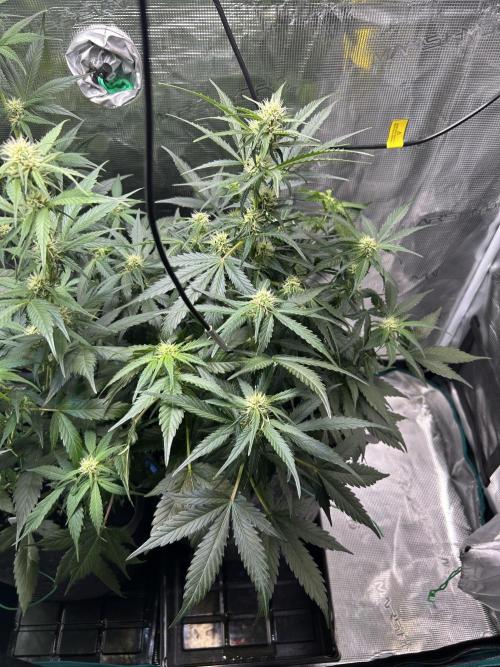 Northern Lights Auto. SeedSupreme. Week 7 - Flower week 3 day 1 plant 2