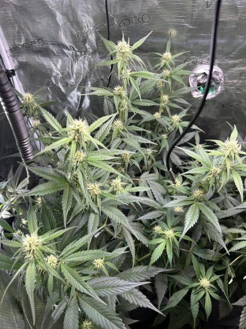 Northern Lights Auto. SeedSupreme. Week 7 - Flower week 3 day 1 plant 1