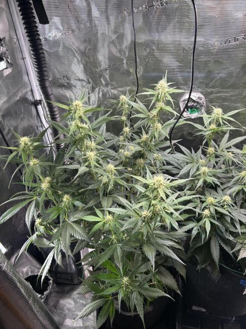 Northern Lights Auto. SeedSupreme. Week 7 - Flower week 3 day 2 plant 1