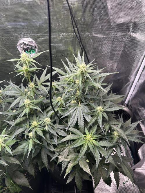 Northern Lights Auto. SeedSupreme. Week 7 - Flower week 3 day 2 plant 2