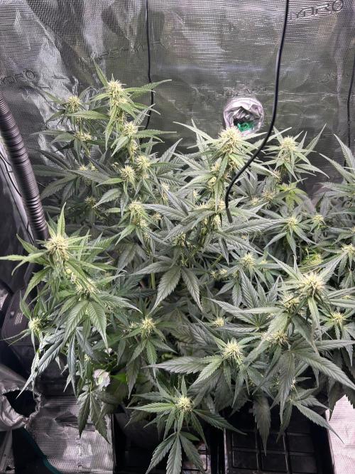 Northern Lights Auto. SeedSupreme. Week 7 - Flower week 3 day 3 plant 1