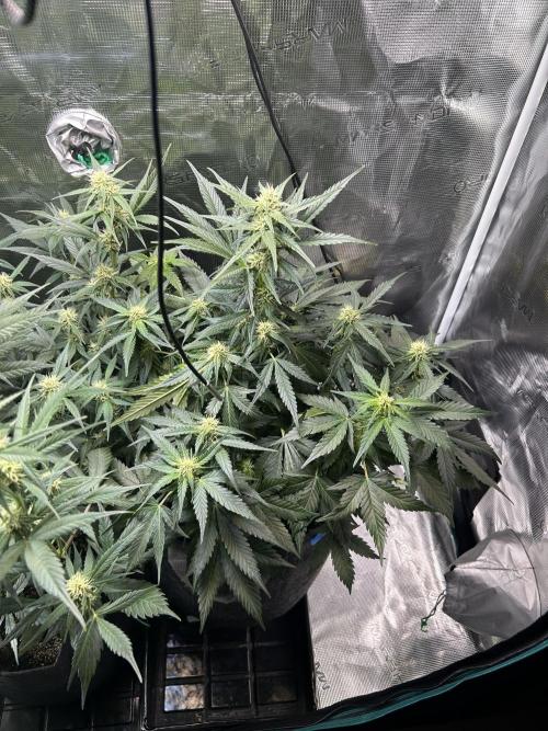 Northern Lights Auto. SeedSupreme. Week 7 - Flower week 3 day 3 plant 2