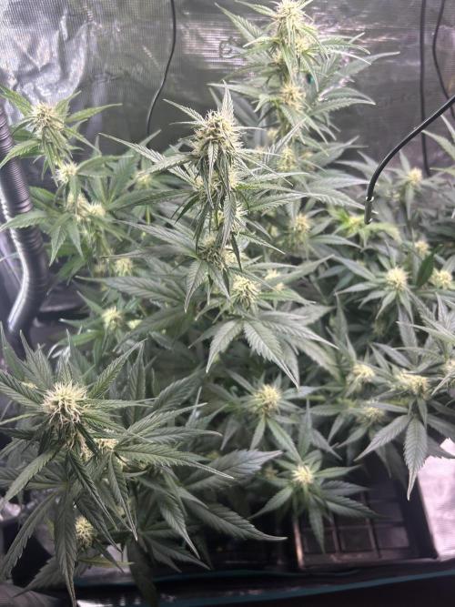 Northern Lights Auto. SeedSupreme. Week 7 - Flower week 3 day 4 plant 1
