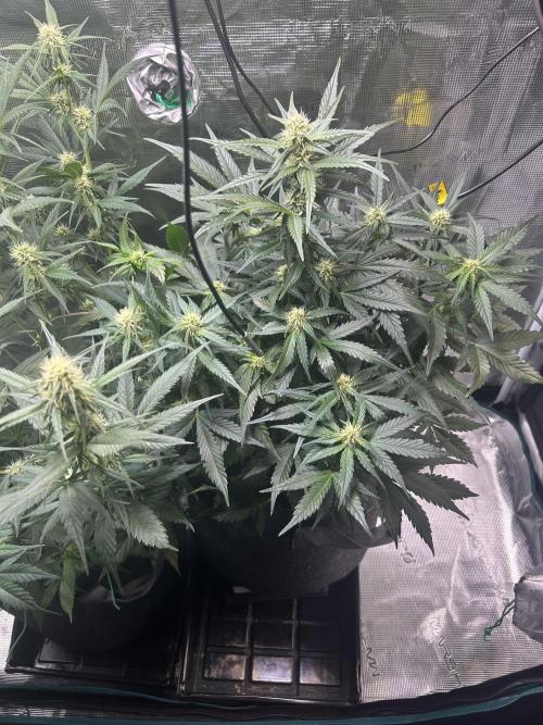 Northern Lights Auto. SeedSupreme. Week 7 - Flower week 3 day 4 plant 2