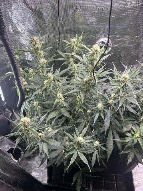 Northern Lights Auto. SeedSupreme. Week 7 - Flower week 3 day 5 plant 1