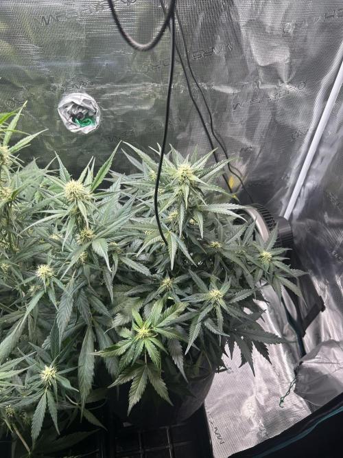 Northern Lights Auto. SeedSupreme. Week 7 - Flower week 3 day 5 plant 2