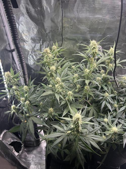 Northern Lights Auto. SeedSupreme. Week 7 - Flower week 3 day 6 plant 1