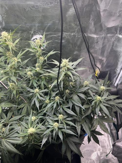 Northern Lights Auto. SeedSupreme. Week 7 - Flower week 3 day 6 plant 2