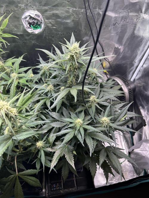 Northern Lights Auto. SeedSupreme. Week 7 - Flower week 3 day 7 plant 2