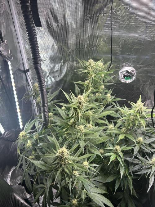 Northern Lights Auto. SeedSupreme. Week 8 - Flower week 4 day 1 plant 1
