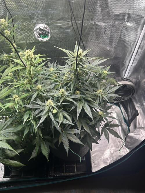 Northern Lights Auto. SeedSupreme. Week 8 - Flower week 4 day plant 1