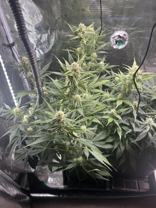 Northern Lights Auto. SeedSupreme. Week 8 - Flower week 4 day 3 plant 1