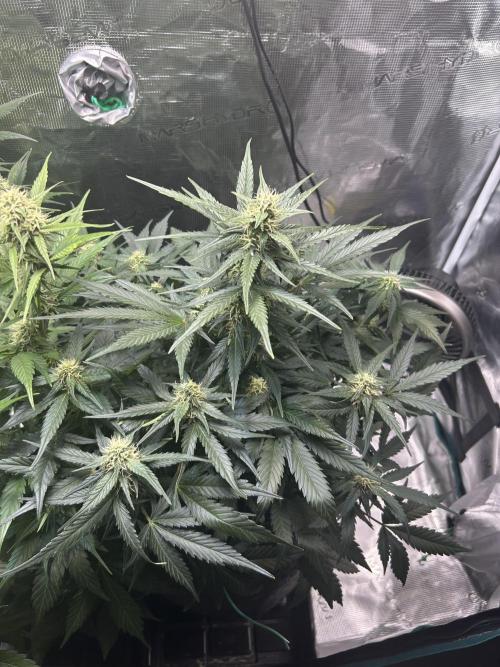 Northern Lights Auto. SeedSupreme. Week 8 - Flower week 4 day 3 plant 1