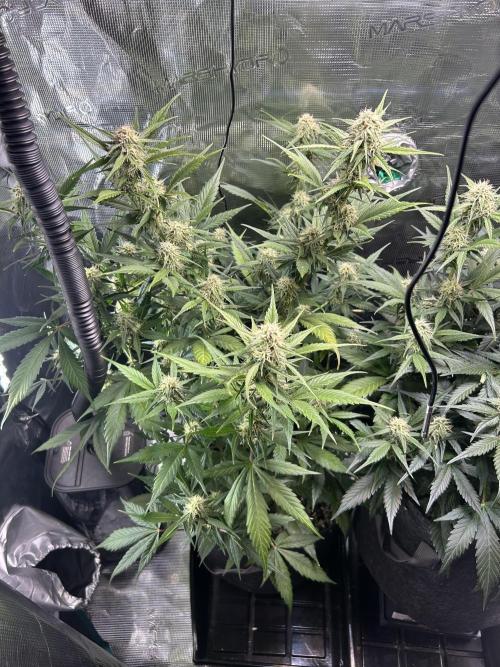 Northern Lights Auto. SeedSupreme. Week 8 - Flower week 4 day 4 plant 1