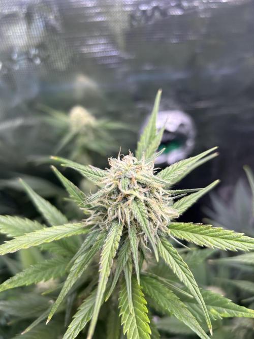 Northern Lights Auto. SeedSupreme. Week 8 - Flower week 4 day 4 plant 1 bud detail