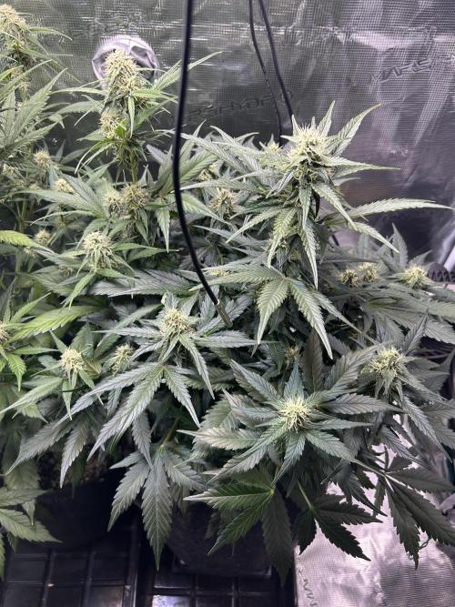 Northern Lights Auto. SeedSupreme. Week 8 - Flower week 4 day 4 plant 2