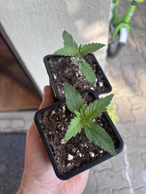 Northern Lights Fem. Week 1