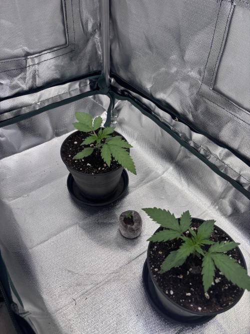 The real Northern Lights ❤️. Week 2