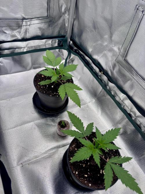 The real Northern Lights ❤️. Week 2