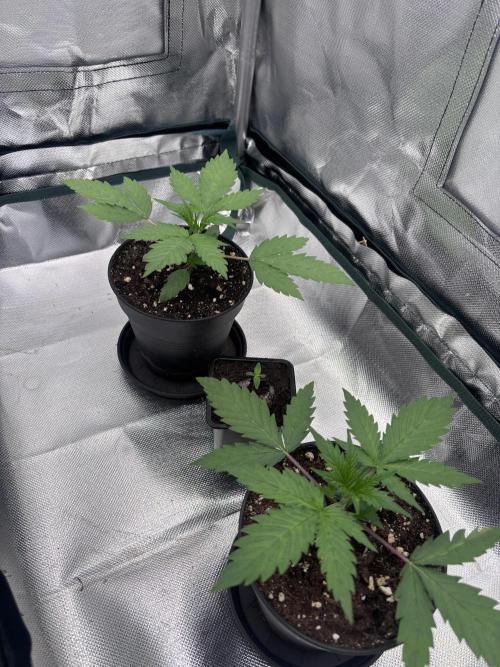 The real Northern Lights ❤️. Week 2