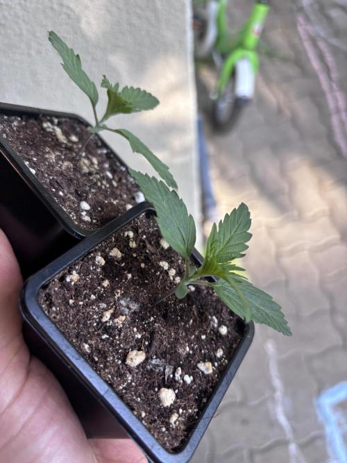 The real Northern Lights ❤️. Week 2